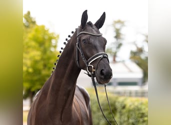 Hanovrien, Hongre, 4 Ans, 169 cm, Noir