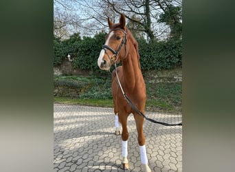 Hanovrien, Hongre, 4 Ans, 170 cm, Alezan brûlé