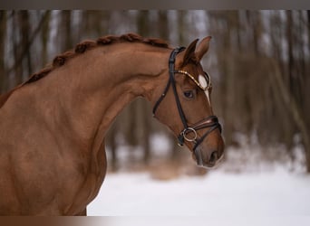 Hanovrien, Hongre, 4 Ans, 170 cm, Alezan brûlé