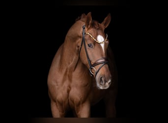 Hanovrien, Hongre, 4 Ans, 170 cm, Alezan brûlé