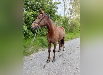 Hanovrien, Hongre, 4 Ans, 170 cm, Alezan brûlé