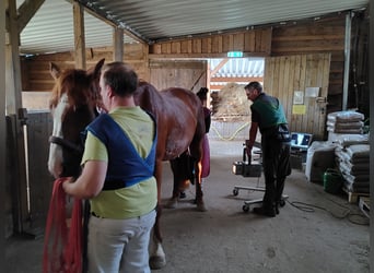 Hanovrien, Hongre, 4 Ans, 170 cm, Alezan