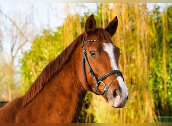 Hanovrien, Hongre, 4 Ans, 170 cm, Alezan