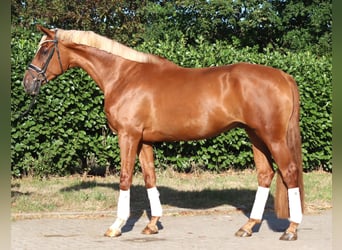Hanovrien, Hongre, 4 Ans, 170 cm, Alezan