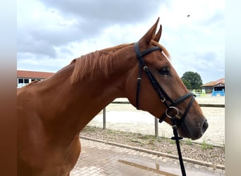 Hanovrien, Hongre, 4 Ans, 170 cm, Alezan
