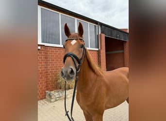 Hanovrien, Hongre, 4 Ans, 170 cm, Alezan