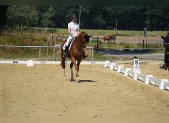 Hanovrien, Hongre, 4 Ans, 170 cm, Alezan