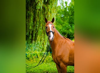 Hanovrien, Hongre, 4 Ans, 170 cm, Alezan
