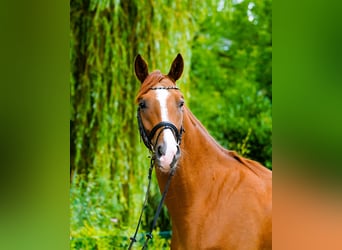 Hanovrien, Hongre, 4 Ans, 170 cm, Alezan