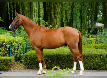 Hanovrien, Hongre, 4 Ans, 170 cm, Alezan