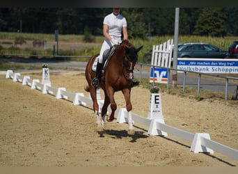 Hanovrien, Hongre, 4 Ans, 170 cm, Alezan