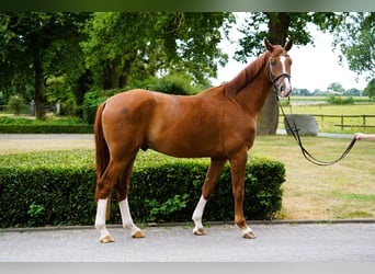 Hanovrien, Hongre, 4 Ans, 170 cm, Alezan