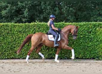 Hanovrien, Hongre, 4 Ans, 170 cm, Alezan