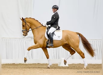 Hanovrien, Hongre, 4 Ans, 170 cm, Alezan