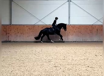 Hanovrien, Hongre, 4 Ans, 170 cm, Bai brun
