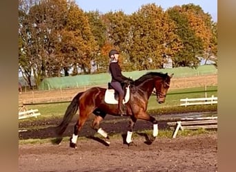 Hanovrien, Hongre, 4 Ans, 170 cm, Bai brun