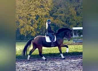 Hanovrien, Hongre, 4 Ans, 170 cm, Bai brun