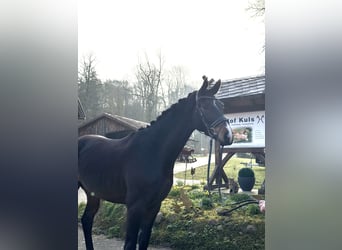 Hanovrien, Hongre, 4 Ans, 170 cm, Bai brun