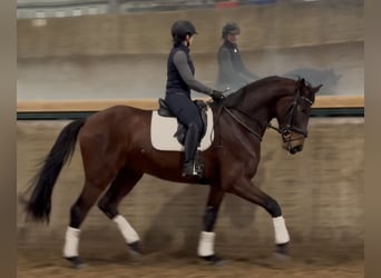 Hanovrien, Hongre, 4 Ans, 170 cm, Bai brun