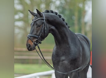 Hanovrien, Hongre, 4 Ans, 170 cm, Bai brun