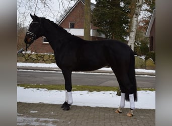 Hanovrien, Hongre, 4 Ans, 170 cm, Bai brun foncé