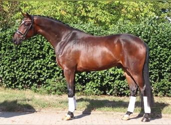 Hanovrien, Hongre, 4 Ans, 170 cm, Bai