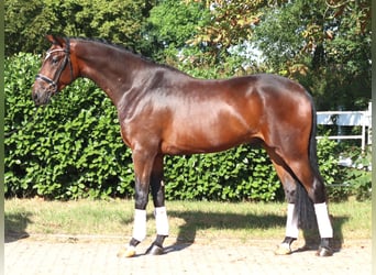 Hanovrien, Hongre, 4 Ans, 170 cm, Bai