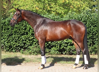 Hanovrien, Hongre, 4 Ans, 170 cm, Bai