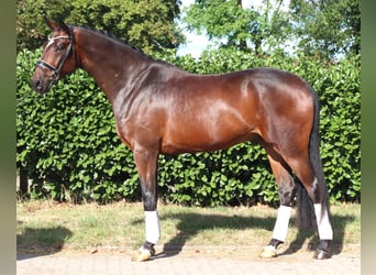 Hanovrien, Hongre, 4 Ans, 170 cm, Bai