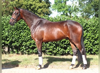 Hanovrien, Hongre, 4 Ans, 170 cm, Bai