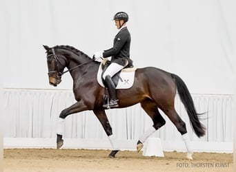 Hanovrien, Hongre, 4 Ans, 170 cm, Bai