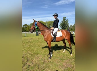 Hanovrien, Hongre, 4 Ans, 170 cm, Bai