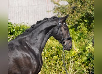 Hanovrien, Hongre, 4 Ans, 170 cm