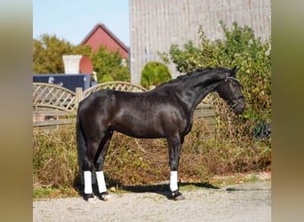 Hanovrien, Hongre, 4 Ans, 170 cm