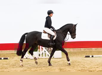 Hanovrien, Hongre, 4 Ans, 170 cm