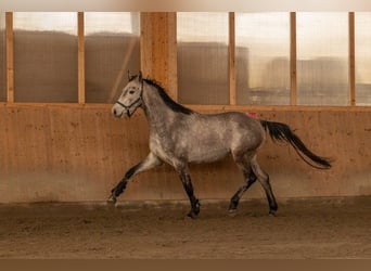 Hanovrien, Hongre, 4 Ans, 170 cm, Gris