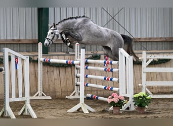 Hanovrien, Hongre, 4 Ans, 170 cm, Gris