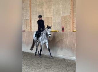 Hanovrien, Hongre, 4 Ans, 170 cm, Gris
