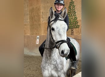 Hanovrien, Hongre, 4 Ans, 170 cm, Gris