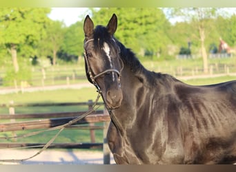 Hanovrien, Hongre, 4 Ans, 170 cm, Noir