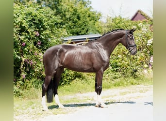 Hanovrien, Hongre, 4 Ans, 170 cm, Noir