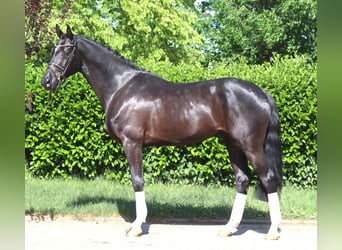 Hanovrien, Hongre, 4 Ans, 170 cm, Noir