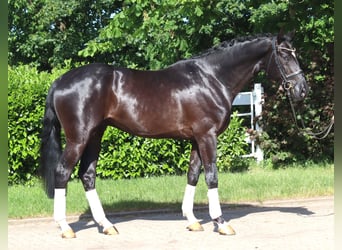 Hanovrien, Hongre, 4 Ans, 170 cm, Noir