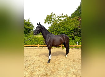 Hanovrien, Hongre, 4 Ans, 170 cm, Noir