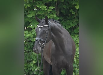 Hanovrien, Hongre, 4 Ans, 170 cm, Noir