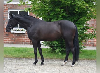 Hanovrien, Hongre, 4 Ans, 170 cm, Noir