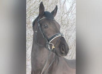 Hanovrien, Hongre, 4 Ans, 170 cm, Noir