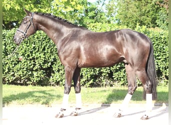 Hanovrien, Hongre, 4 Ans, 170 cm, Noir