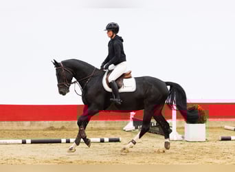 Hanovrien, Hongre, 4 Ans, 170 cm, Noir