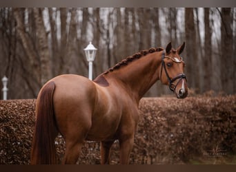 Hanovrien, Hongre, 4 Ans, 171 cm, Alezan